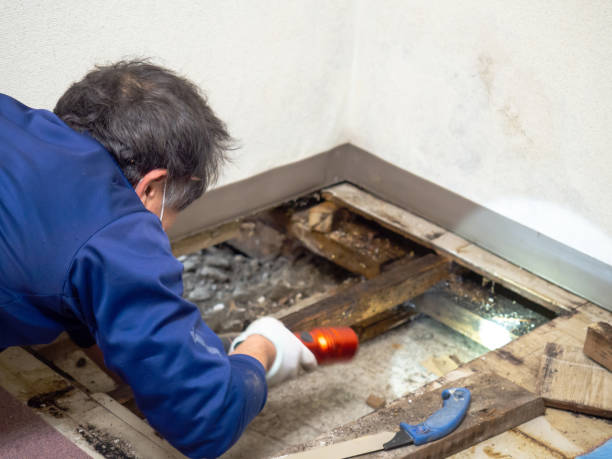 Best Emergency Mold Removal  in Mount Sinai, NY