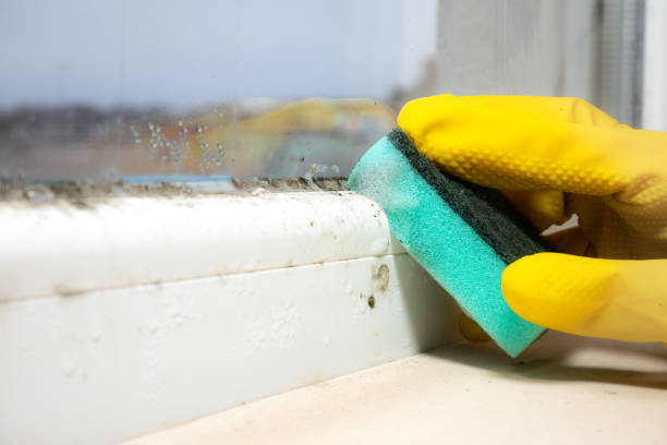 Best Local Mold Removal Service  in Mount Sinai, NY