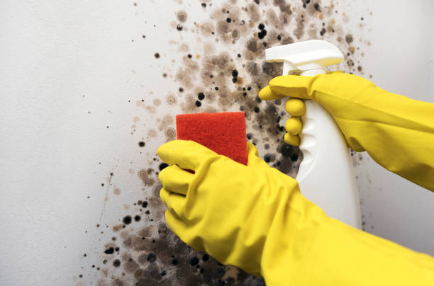 Best Crawl Space Mold Removal  in Mount Sinai, NY