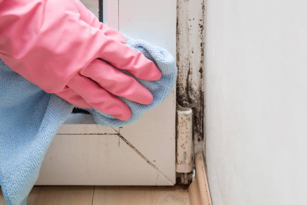 Best Attic Mold Removal  in Mount Sinai, NY